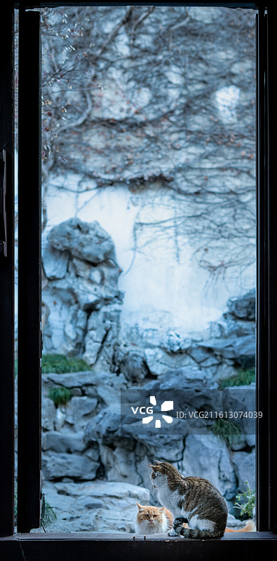 苏州园林，艺圃，冬天，猫图片素材