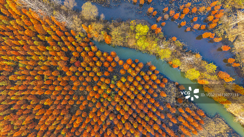 安徽省合肥市董铺水库/四季花海城市公园金秋橙红落羽杉湖光水色自然风光航拍屏保图片素材
