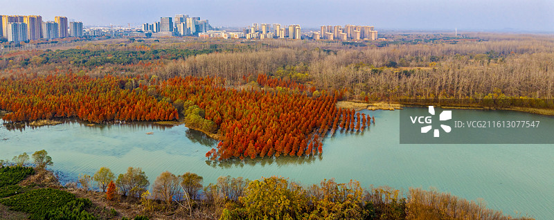 安徽省合肥市董铺水库/四季花海城市公园金秋橙红落羽杉湖光水色自然风光航拍屏保图片素材