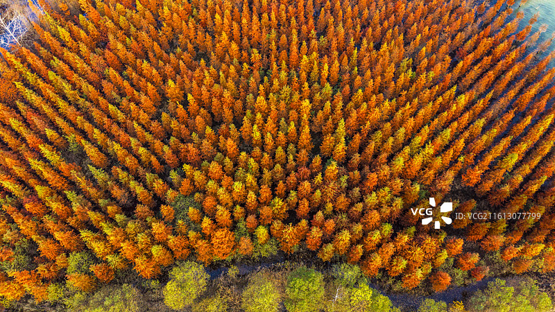 安徽省合肥市董铺水库/四季花海城市公园金秋橙红落羽杉湖光水色自然风光航拍屏保图片素材