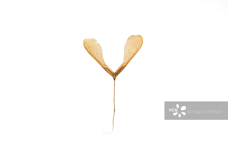 白色背景下的枫树种子图片素材