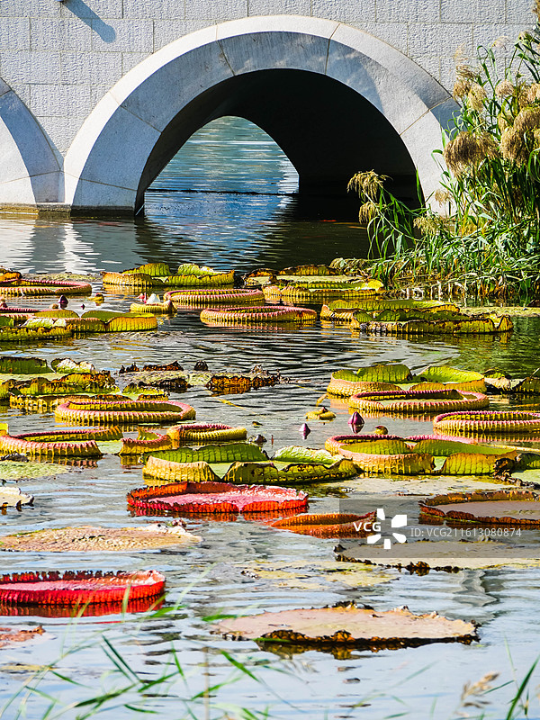 五彩斑斓的桥墩桥洞水景王莲叶图片素材