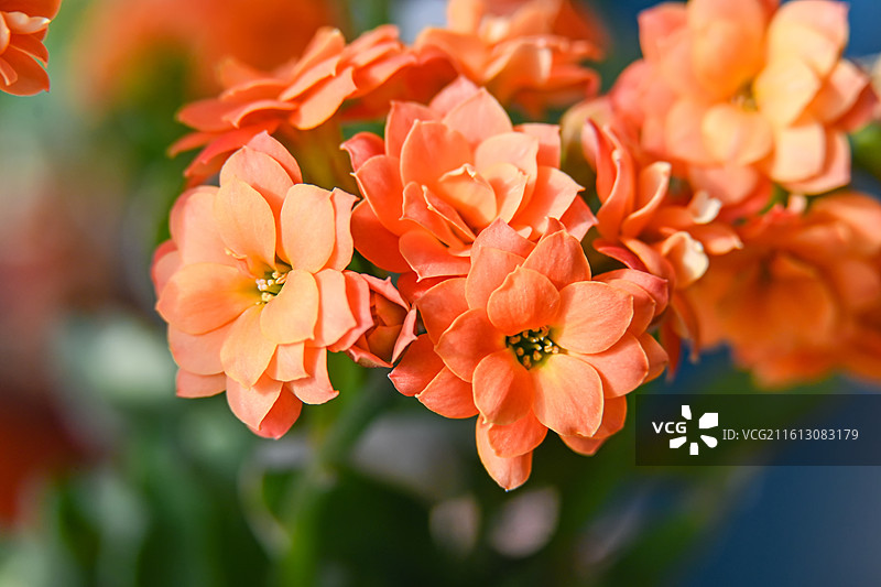 橙色长寿花索尔丹重瓣大花盆栽花卉植物图片素材