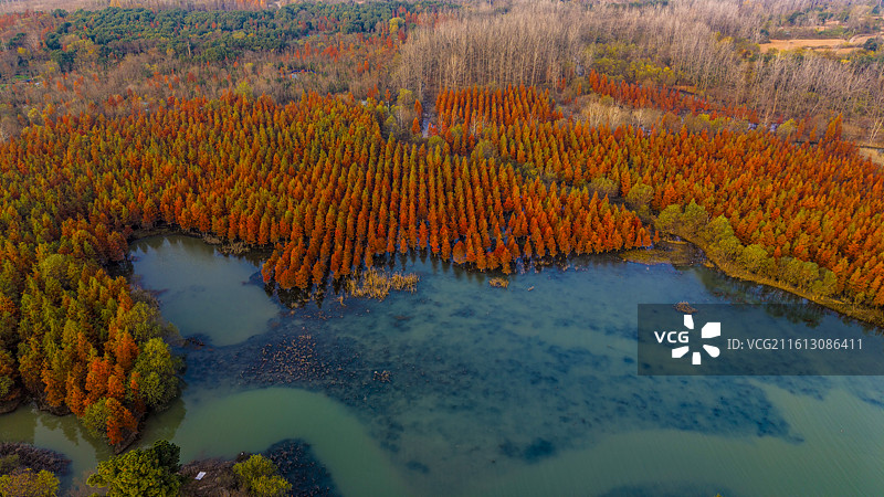 安徽省合肥市董铺水库/四季花海城市公园金秋橙红落羽杉湖光水色自然风光航拍屏保图片素材