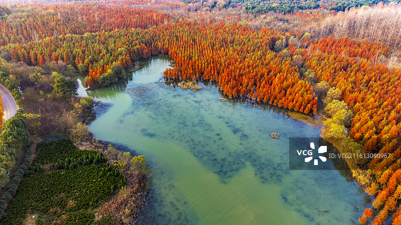 安徽省合肥市董铺水库/四季花海城市公园金秋橙红落羽杉湖光水色自然风光航拍屏保图片素材