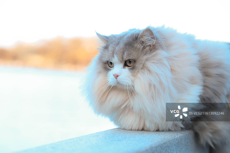 趴着的布偶猫图片素材