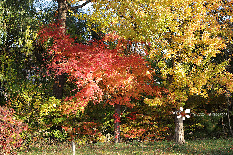 秋季枫叶树特写，摄于日本富士山河口湖图片素材