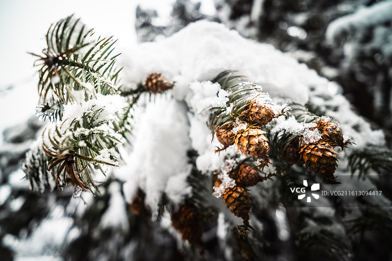 雪松图片素材