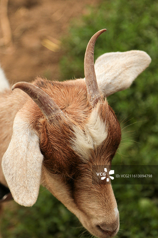 棕色山羊的头部特写图片素材