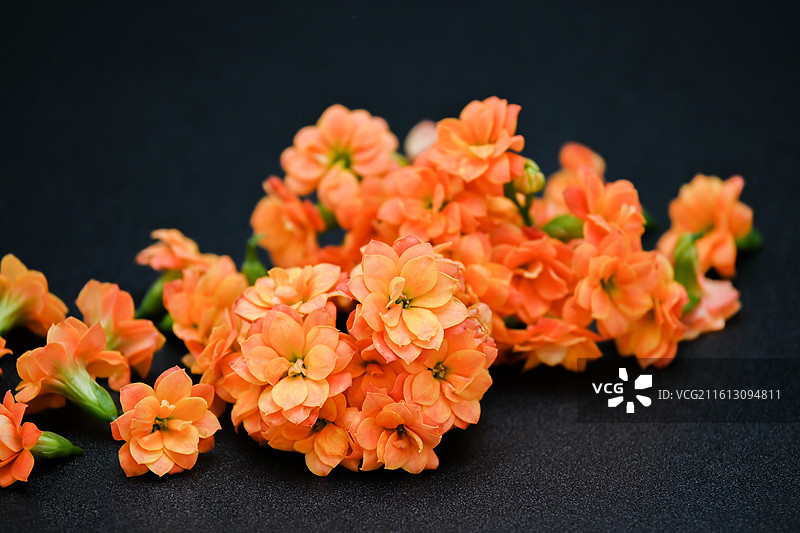 索尔丹橙色长寿花重瓣大花家庭盆栽植物花卉图片素材