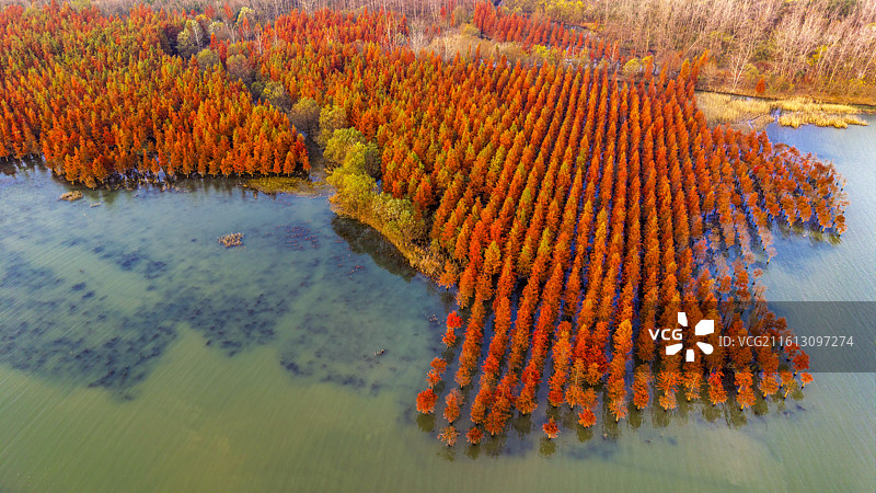 安徽省合肥市董铺水库/四季花海城市公园金秋橙红落羽杉湖光水色自然风光航拍屏保图片素材