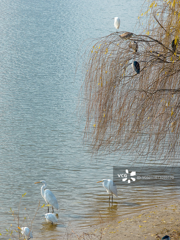 河南省周口市城乡一体化示范区大庆路桥，冬天雪后滨河公园鸟岛野生白鹭群苍鹭长焦特写镜头。图片素材
