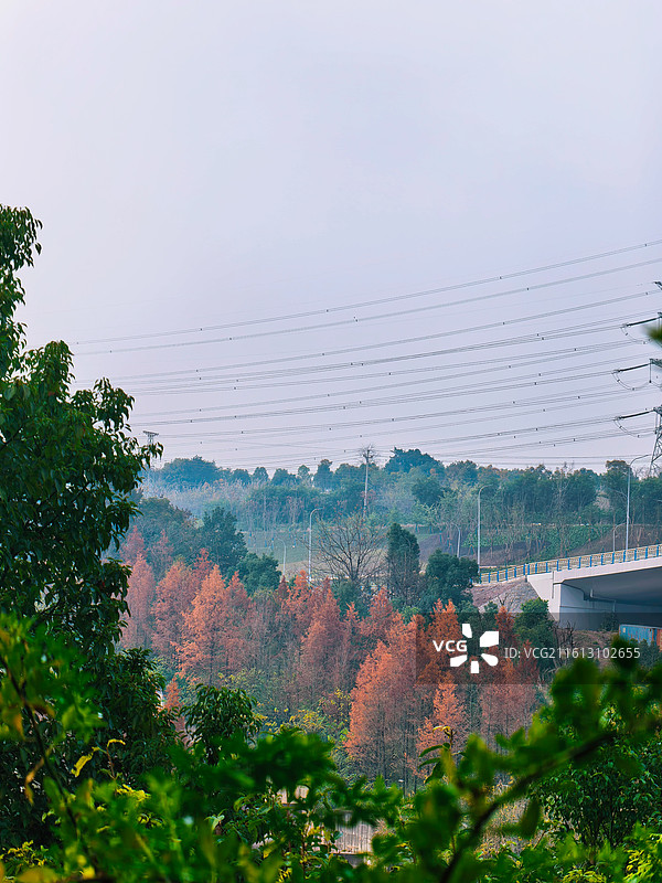 秋日森林的渐变魔法：橙黄叶与鲜绿叶交织，粉紫天空当背景，美到心颤图片素材