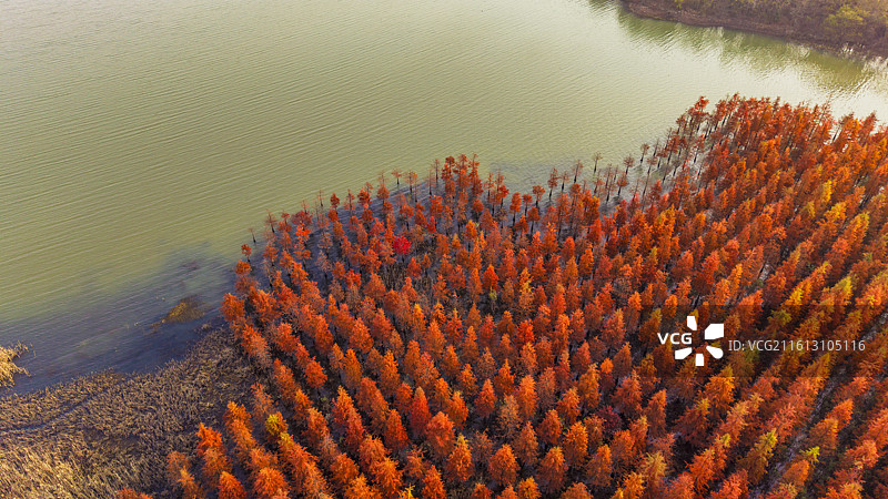 安徽省合肥市董铺水库/四季花海城市公园金秋橙红落羽杉湖光水色自然风光航拍屏保图片素材