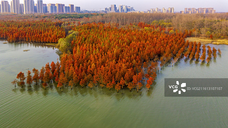 安徽省合肥市董铺水库/四季花海城市公园金秋橙红落羽杉湖光水色自然风光航拍屏保图片素材
