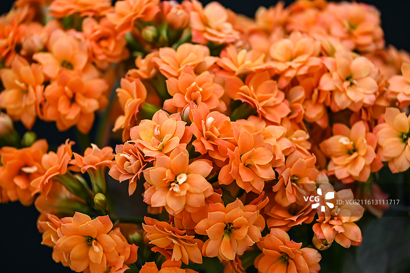 索尔丹橙色长寿花重瓣大花家庭盆栽植物花卉图片素材