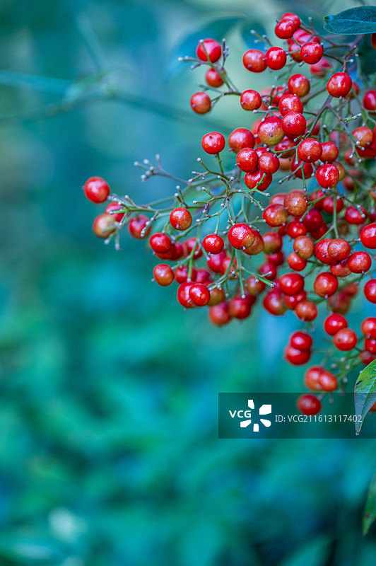 绿色植被背景下南天竹红色浆果特写图片素材