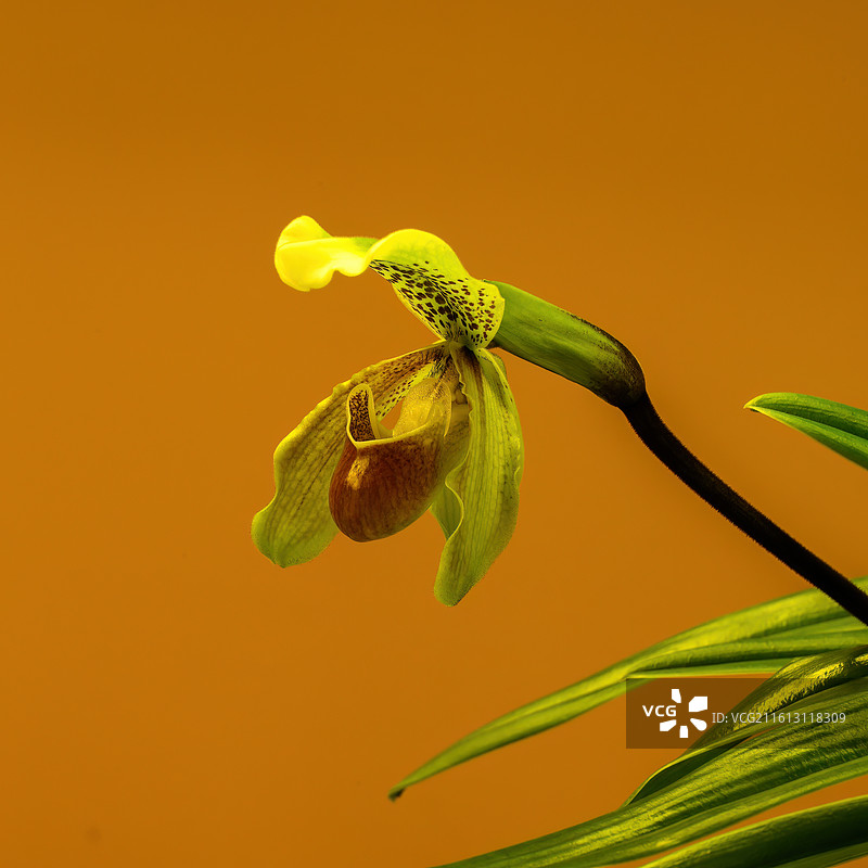 2025中山公园唐花坞花展图片素材