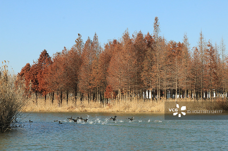 大纵湖芦苇荡图片素材