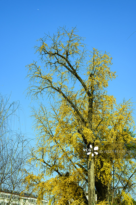 泰兴千年古银杏图片素材