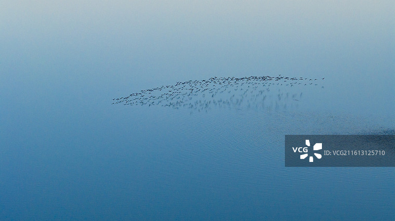 杭州钱塘区钱塘江大江东日出候鸟群飞图片素材
