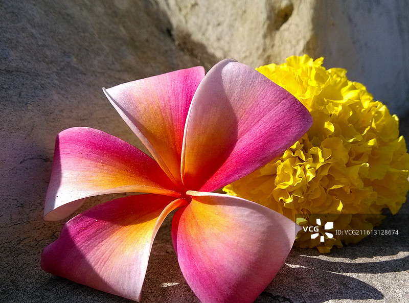 粉色鸡蛋花与黄色花朵静置图片素材