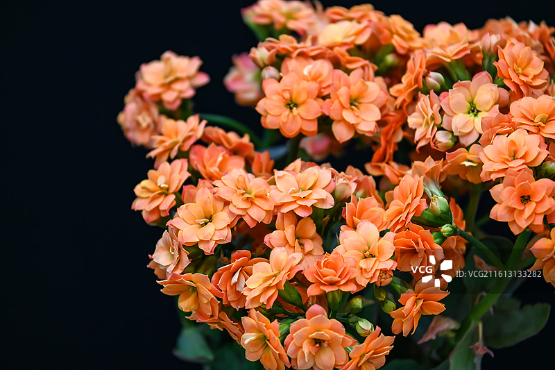 索尔丹橙色长寿花重瓣大花家庭盆栽植物花卉图片素材