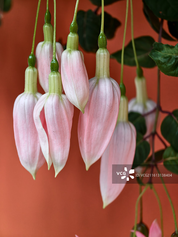 倒挂金钟花枝特写图片素材