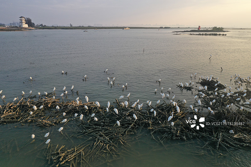 北海廉州湾：绯霞裹水汀，鹭羽卧残枝图片素材