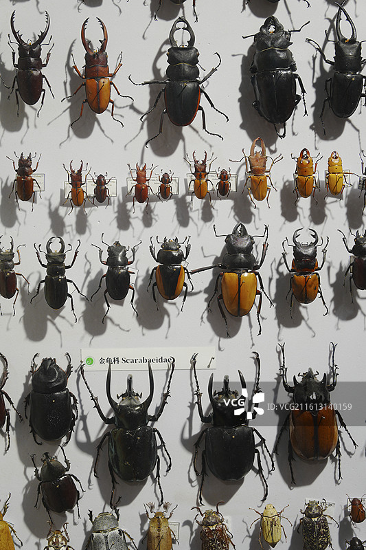 昆虫标本图片素材