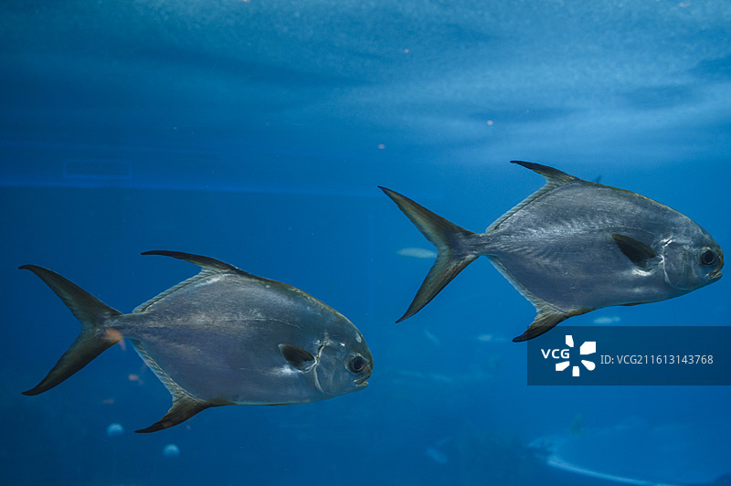 珠海长隆海洋王国海洋生物集——乌鲳图片素材