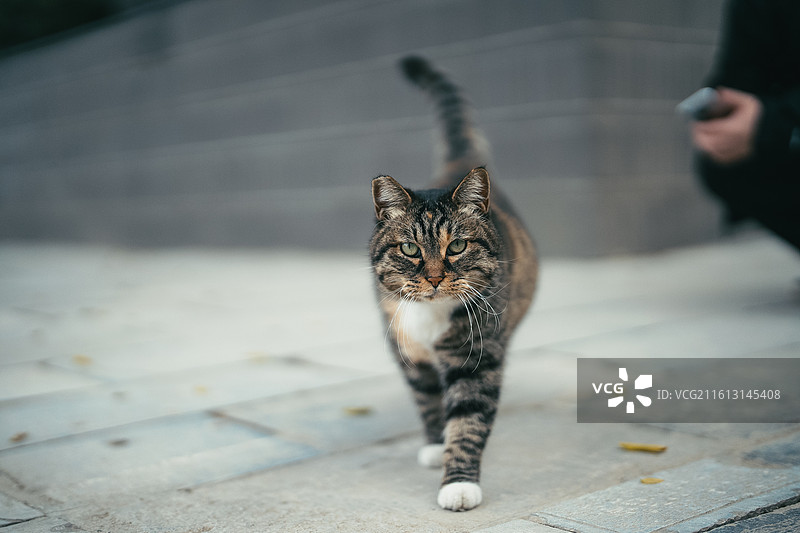 中国狸花猫 宠物 猫咪 可爱 城墙 文物 历史图片素材