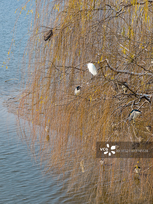 河南省周口市城乡一体化示范区大庆路桥，冬天雪后滨河公园鸟岛野生白鹭群苍鹭长焦特写镜头。图片素材