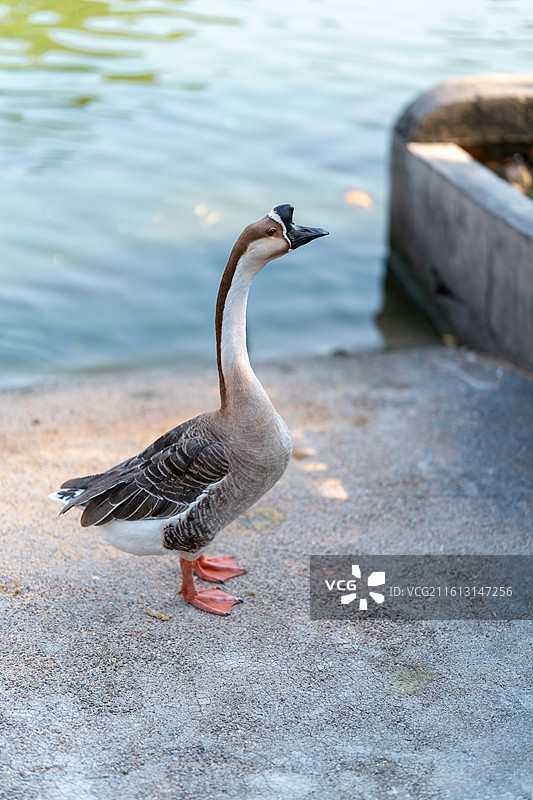骄傲的大鹅图片素材