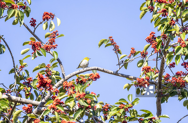 冬果红（铁冬青）图片素材