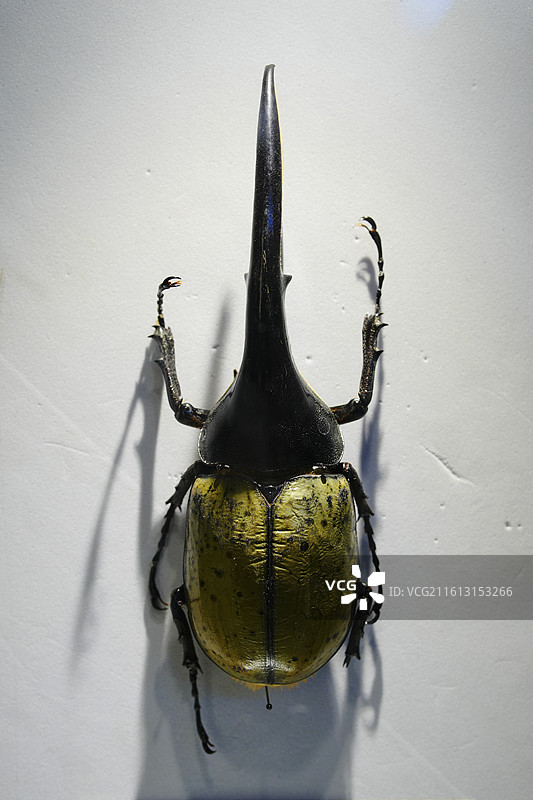 昆虫标本图片素材