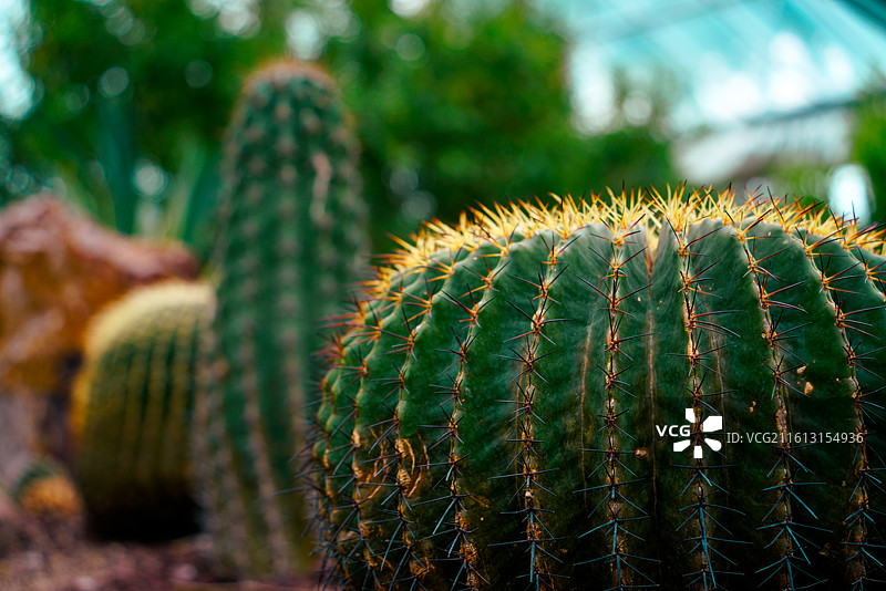 近景金琥刺芒毕现，远景仙人掌掩映绿植间，层次分明藏自然韵律。图片素材