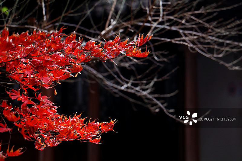 朦胧古居前侧逆光照射下的红枫与枯枝图片素材