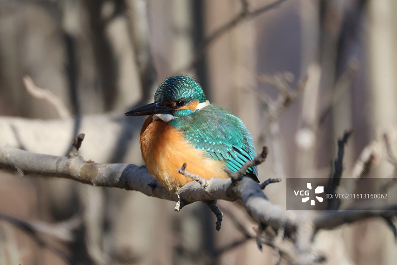 普通翠鸟站在枝头图片素材