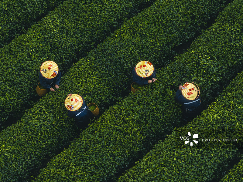 杭州西湖龙井梅家坞茶叶茶农采茶茶山图片素材