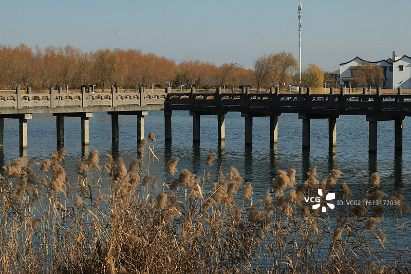 大纵湖芦苇荡图片素材