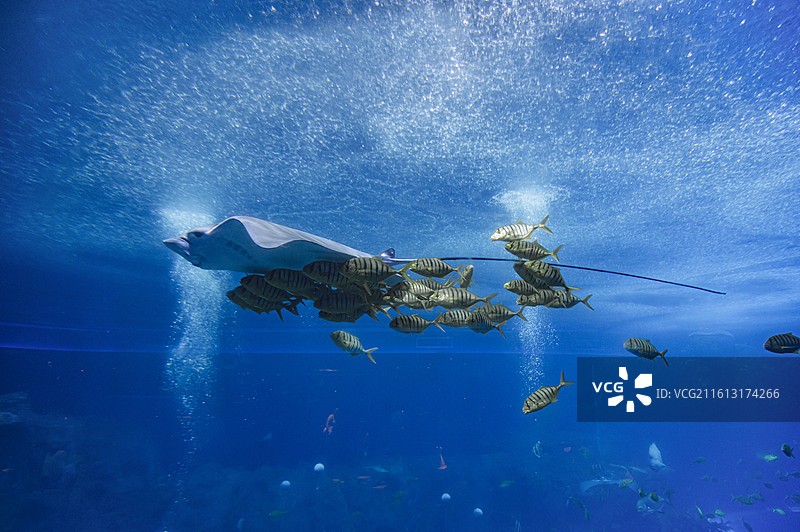 珠海长隆海洋王国海洋生物集——燕子鳐图片素材