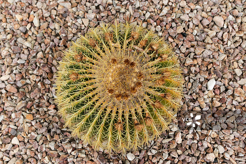 圆形仙人掌俯视图图片素材