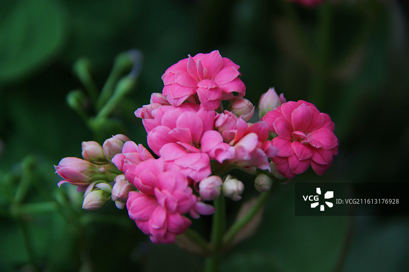 长寿花图片素材