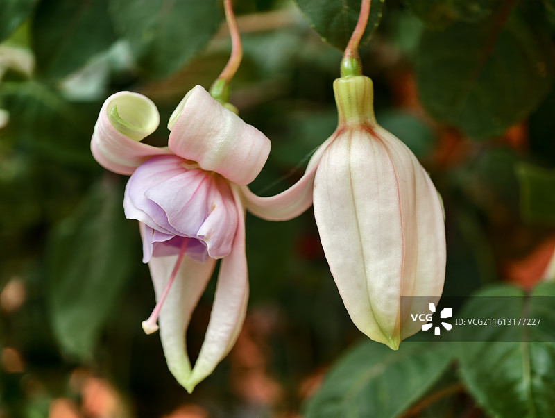 倒挂金钟花枝特写图片素材