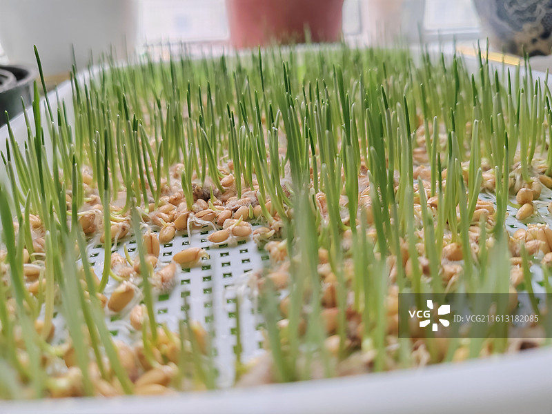 勃勃生机·种子发芽图片素材