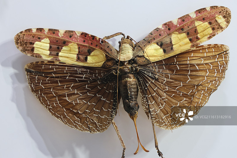 宁波周尧昆虫博物馆图片素材