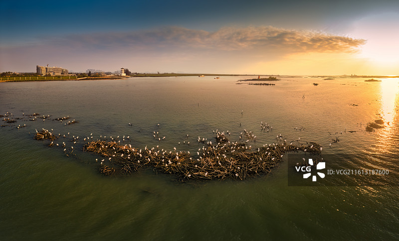 北海廉州湾：绯霞裹水汀，鹭羽卧残枝图片素材