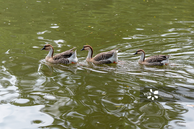 大鹅的队伍图片素材
