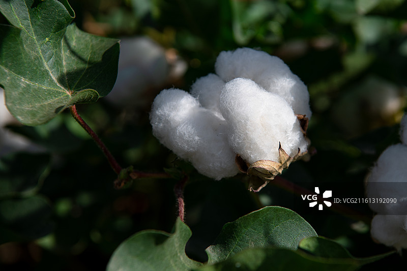 棉花图片素材